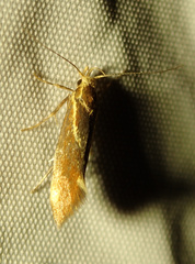 Metalampra