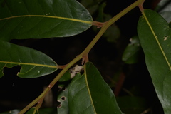 Cryptocarya obovata