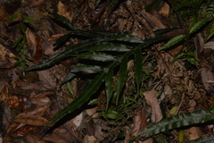 Blechnum patersonii