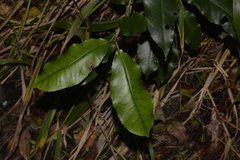 Schizomeria ovata
