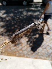 Acanthaclisini