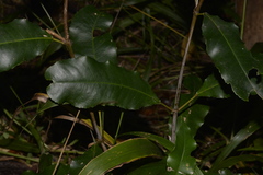 Schizomeria ovata