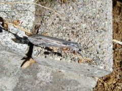 Acanthaclisini