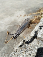 Acanthaclisini