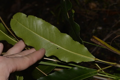 Schizomeria ovata