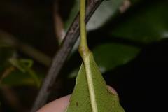 Schizomeria ovata