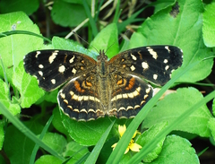 Anthanassa ptolyca amator