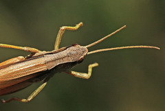 Podismopsis genicularibus