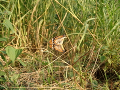 Danaus chrysippus
