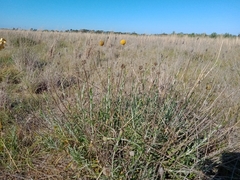 Pycnosorus chrysanthus