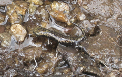 Hydromantes platycephalus