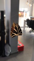 Euplagia quadripunctaria