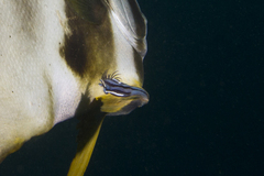Conchoderma virgatum