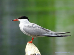 Sterna hirundo