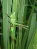 Ruspolia lineosa - Photo (c) orthoptera-jp, some rights reserved (CC BY-NC), uploaded by orthoptera-jp