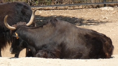 Bos mutus