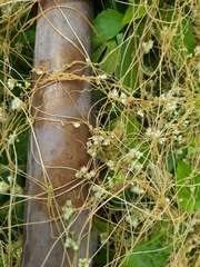 Cuscuta chinensis