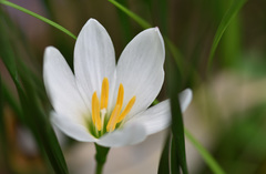 Zephyranthes candida