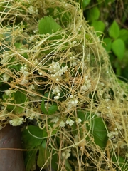 Cuscuta chinensis