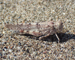 Sphingonotus personatus