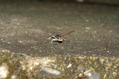 Sphenomorphus indicus