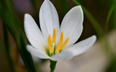 Zephyranthes candida