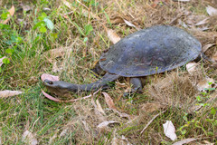 Chelodina expansa