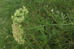 Laserpitium nitidum