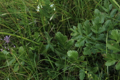 Laserpitium nitidum