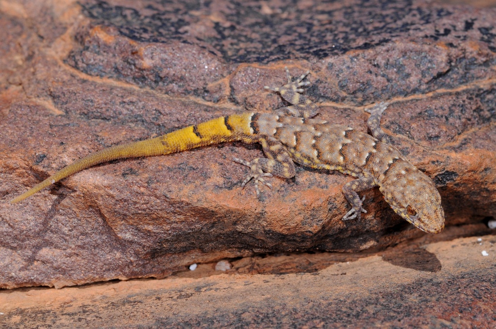 Festive Gecko
