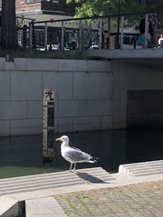Larus argentatus