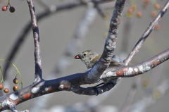 Camarhynchus pallidus