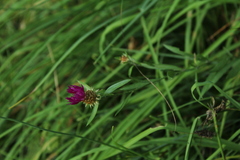 Centaurea rhaetica