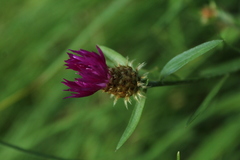 Centaurea rhaetica