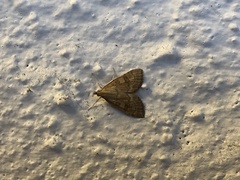 Udea fulvalis