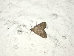 Udea fulvalis