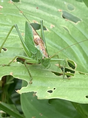 Tettigonia cantans