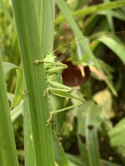 Tettigonia cantans