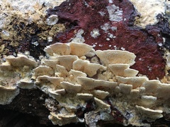Elmerina cladophora