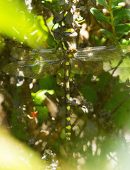 Cordulegaster dorsalis