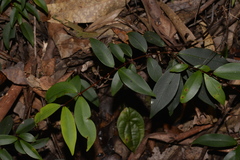 Pilidiostigma glabrum