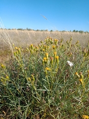 Senecio macrocarpus