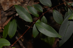 Pilidiostigma glabrum