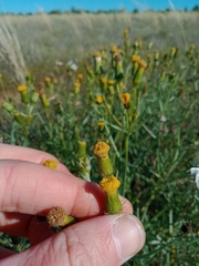 Senecio macrocarpus