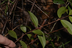 Pilidiostigma glabrum