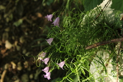 Campanula martinii