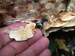 Elmerina cladophora