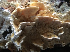 Elmerina cladophora