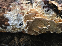 Elmerina cladophora