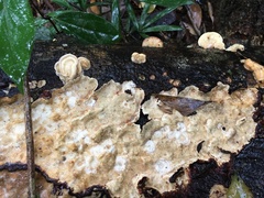 Elmerina cladophora